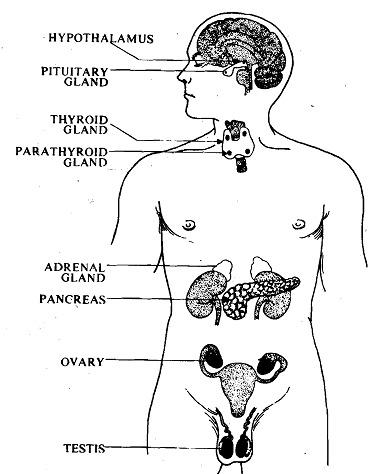 1340_hormonal system.png